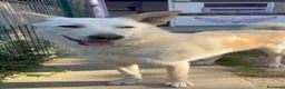 Meticcio cani in regalo: ROMEO  a Provincia di Parma - Annuncio 9