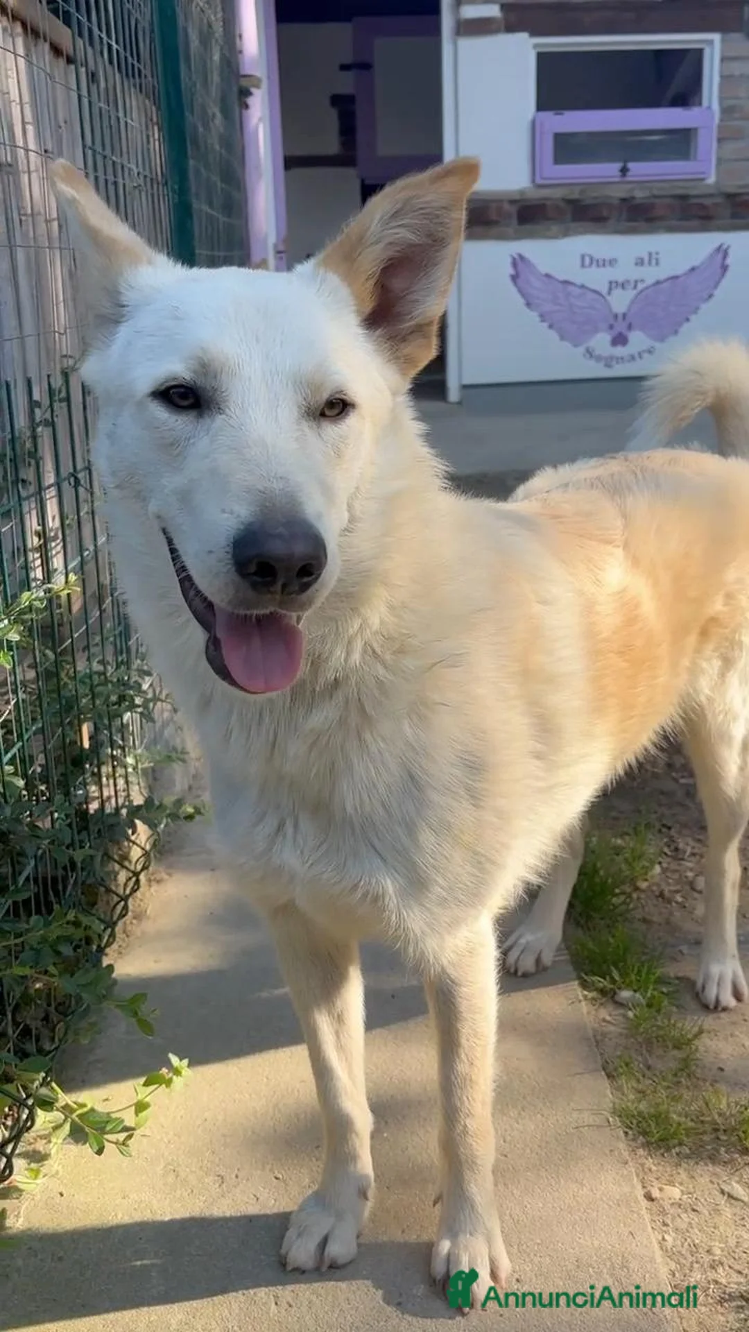 Meticcio cani in regalo: ROMEO  a Provincia di Parma - Annuncio 9