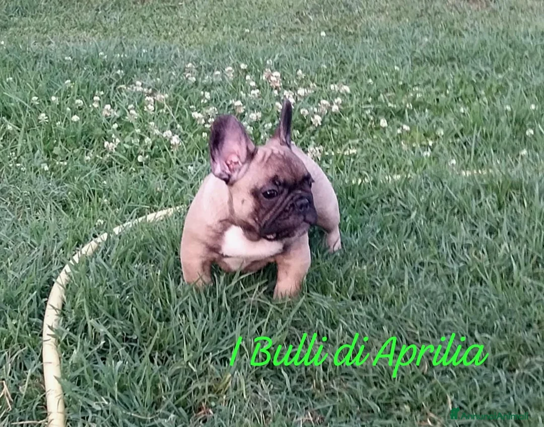 Bulldog Francese cani in vendita: Bulldog Francese  - Annuncio 2