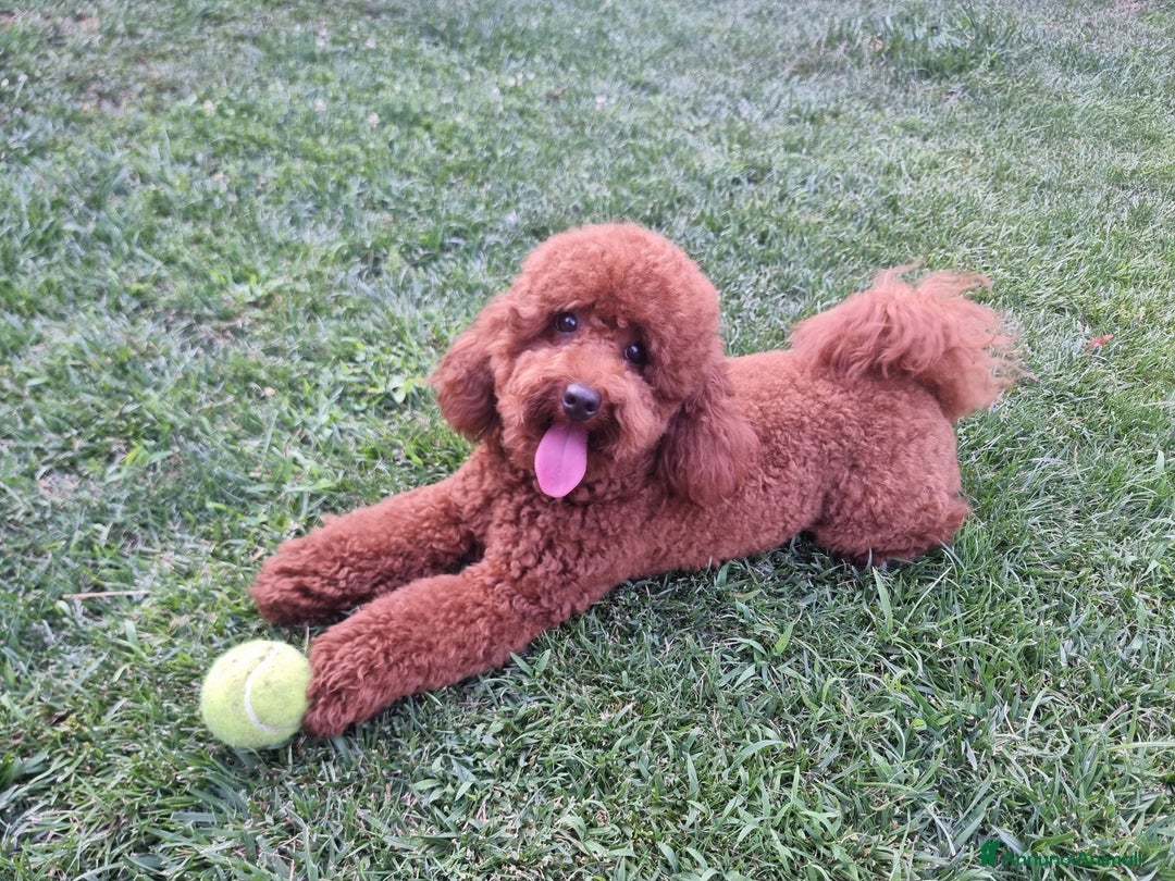 Barboncino cani per accoppiamento: Barboncino nano fulvo a Città metropolitana di Roma Capitale - Immagine 5