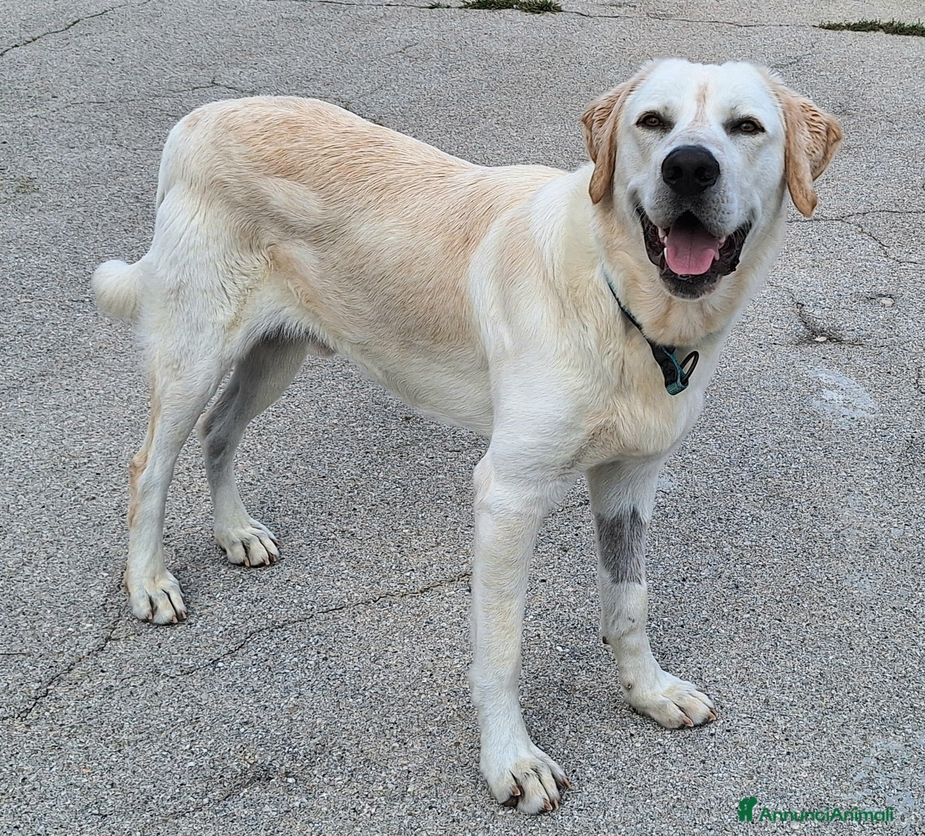 Meticcio cani Cooper 11 mesi mix labrador  - Annuncio 38