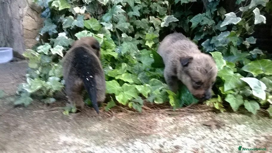 Immagine della galleria {{count}}