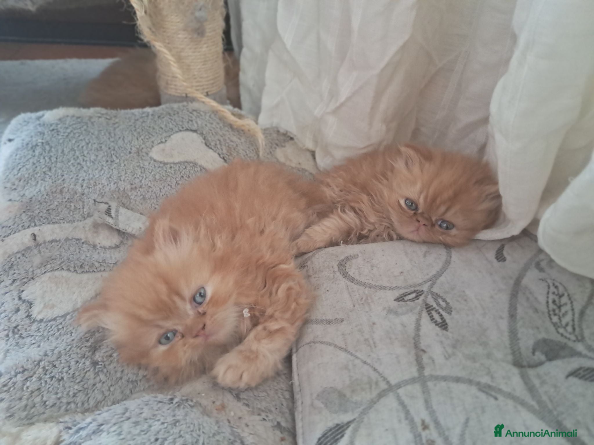 Persiano gatti Gattini - Annuncio 9