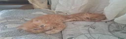 Persiano gatti in vendita: Gattini - Annuncio 1