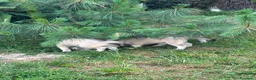 Husky cani in vendita: Cuccioli di meravigliosi husky cercano casa - Annuncio 7