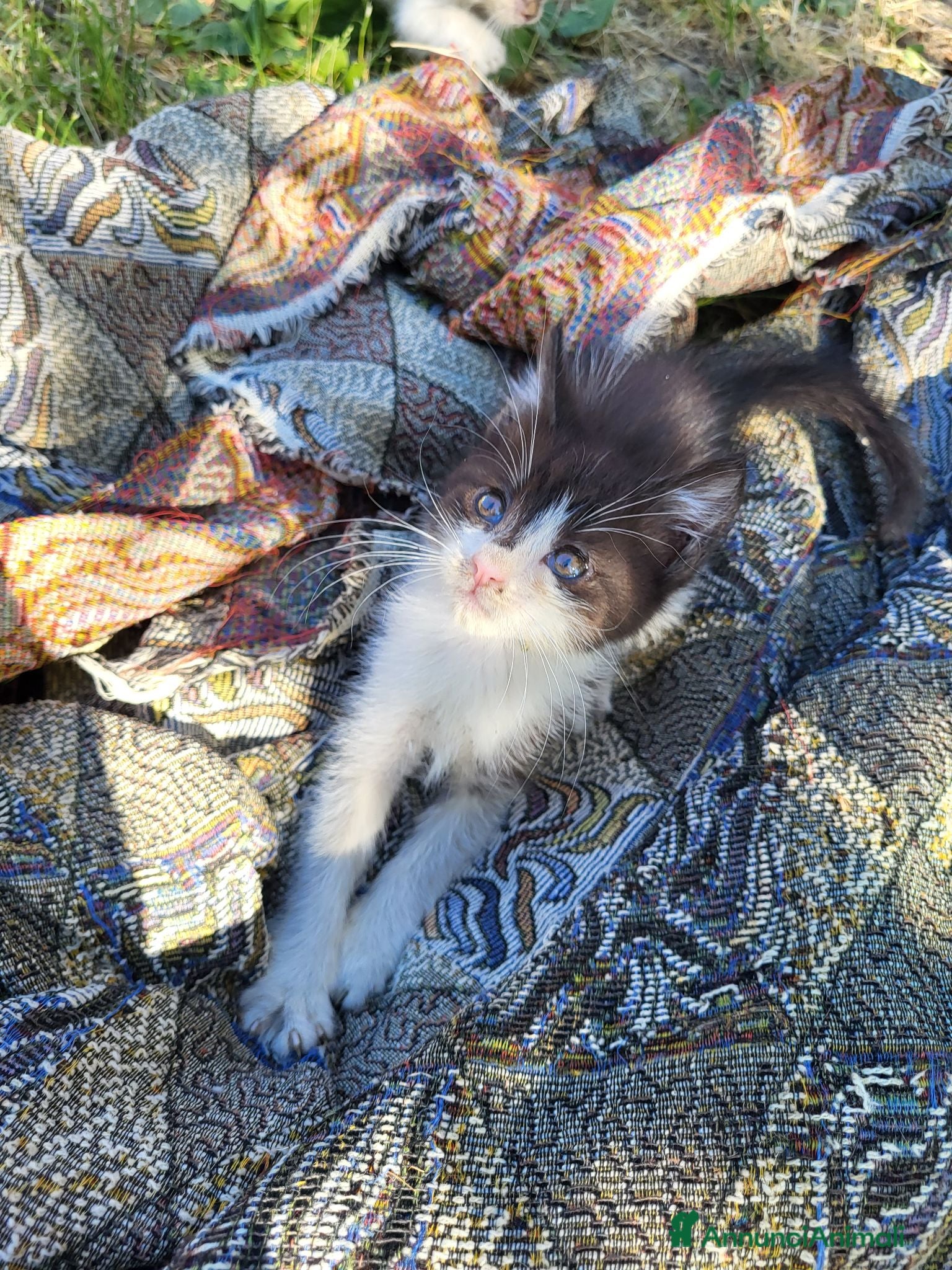 Meticcio gatti Gattina femmina in regalo - Annuncio 1