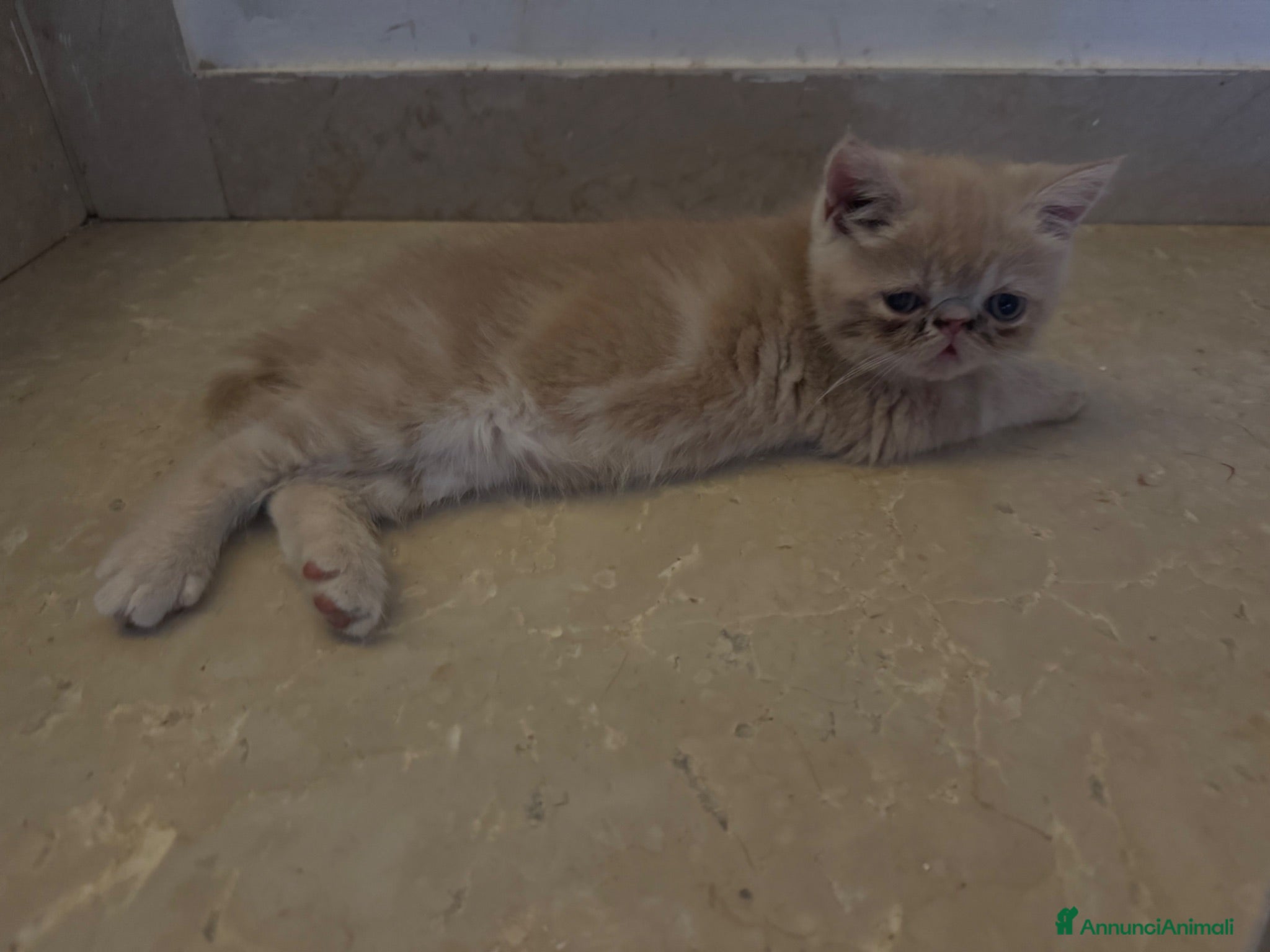 Exotic Shorthair gatti Exotic Shorthair cuccioli - Annuncio 2