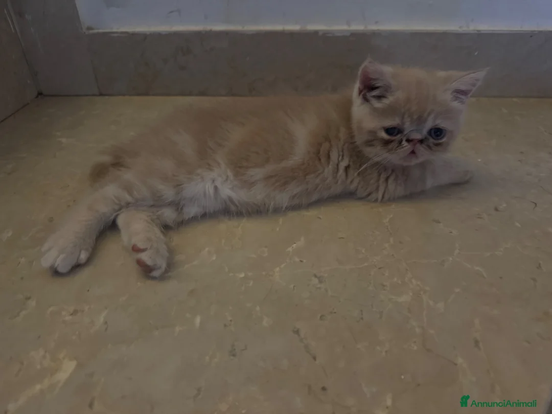 Exotic Shorthair gatti in vendita: Exotic Shorthair cuccioli a Provincia di Parma - Annuncio 1