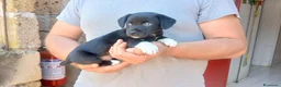 Meticcio cani in regalo: IL CUCCIOLO ACHILLE HA BISOGNO DI UNA FAMIGLIA - Annuncio 2
