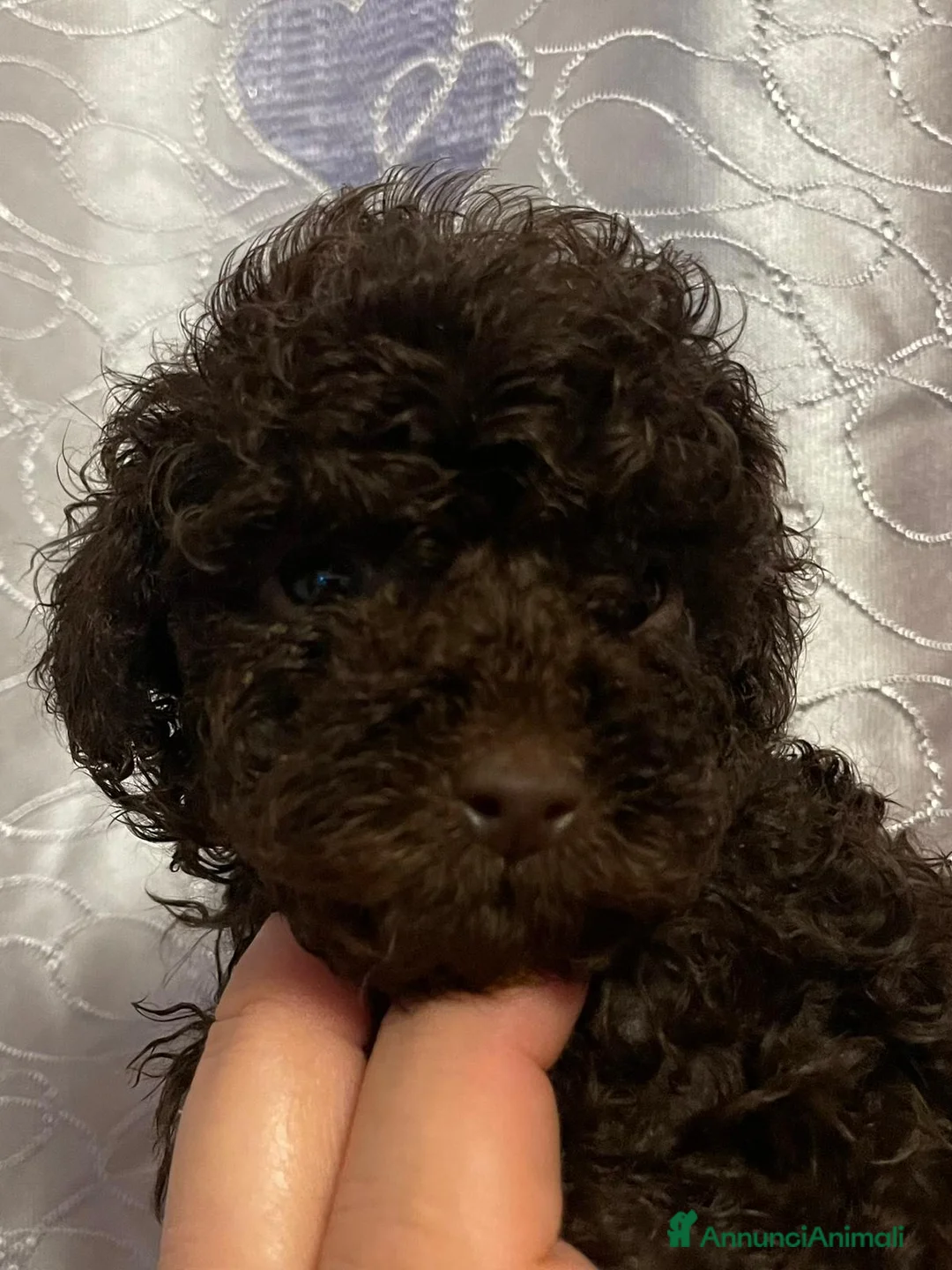 Barboncino Toy cani in vendita: Cucciole da Barboncini Toy Cert. con Pedigree ENCI - Annuncio 2