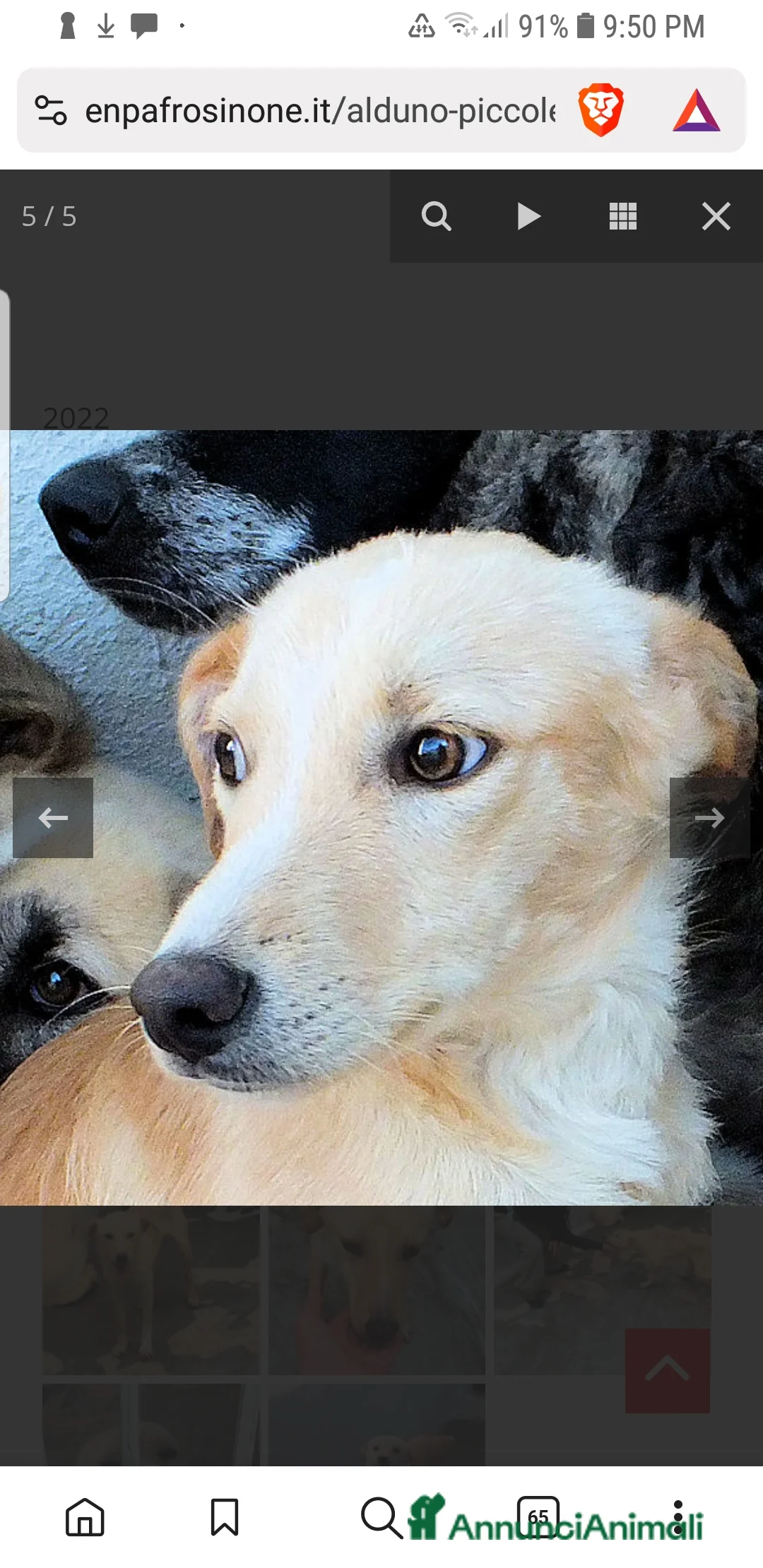 Meticcio cani in regalo: ADOZ.delcuore:Aldino, piccolo,dolce in canileda 3a - Annuncio 5