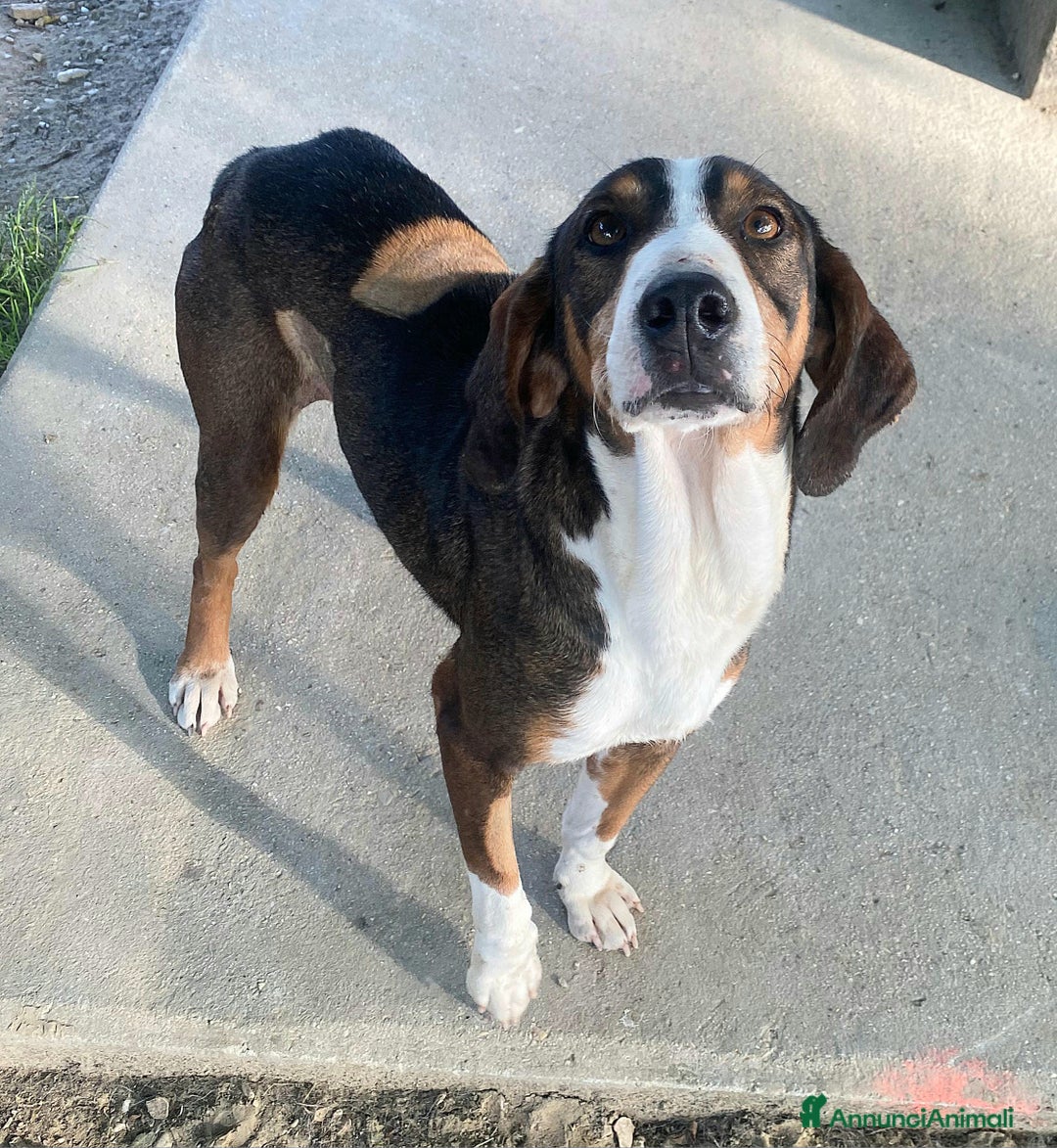 Meticcio cani in regalo: Violetta 1 anno taglia media  a Provincia di Teramo - Immagine 4