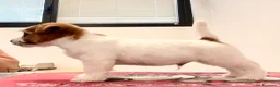 Jack Russell cani in vendita: Maschio pelo ruvido - Annuncio 4