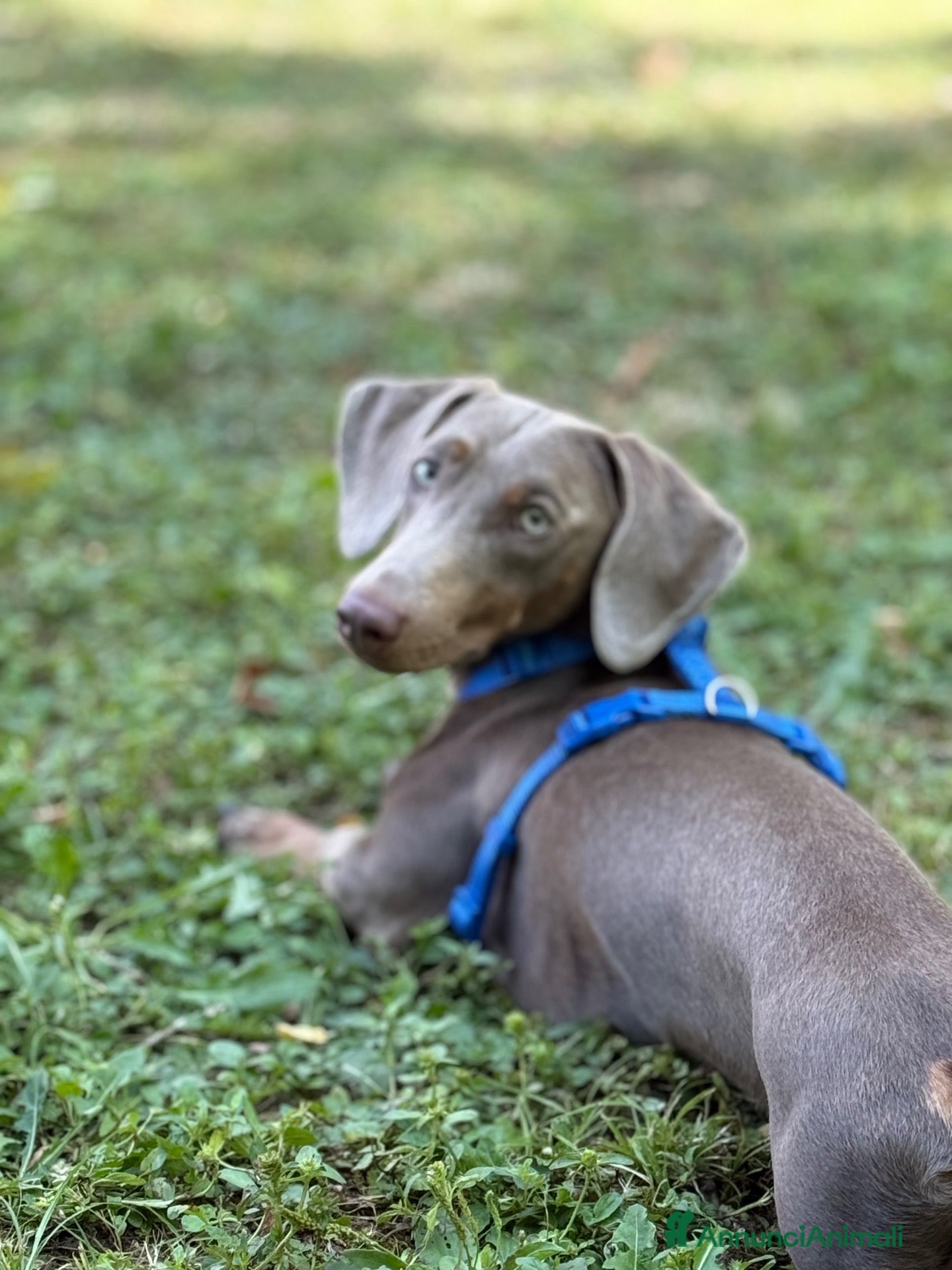 Bassotto cani Martino cerca fidanzata Napoli e provincia  - Annuncio 1