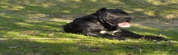 Cane Corso cani in vendita: spettacolari cuccioli di cane Corso  - Annuncio 5