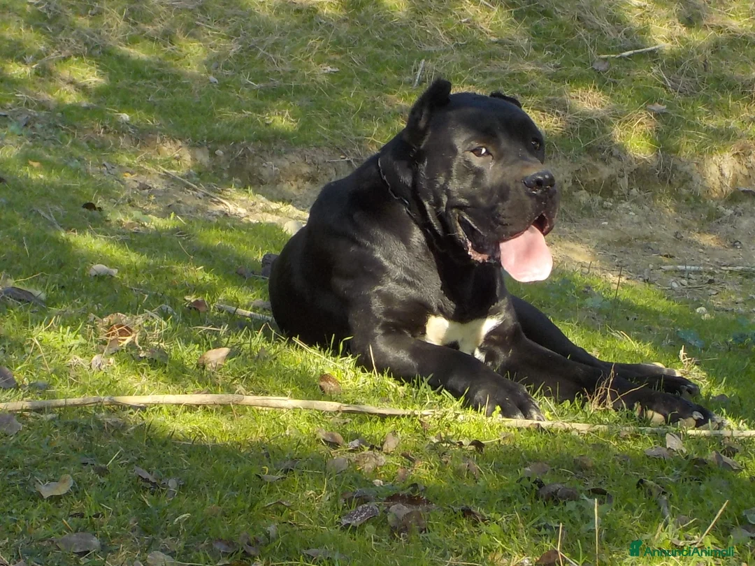 Cane Corso cani in vendita: spettacolari cuccioli di cane Corso  - Annuncio 5