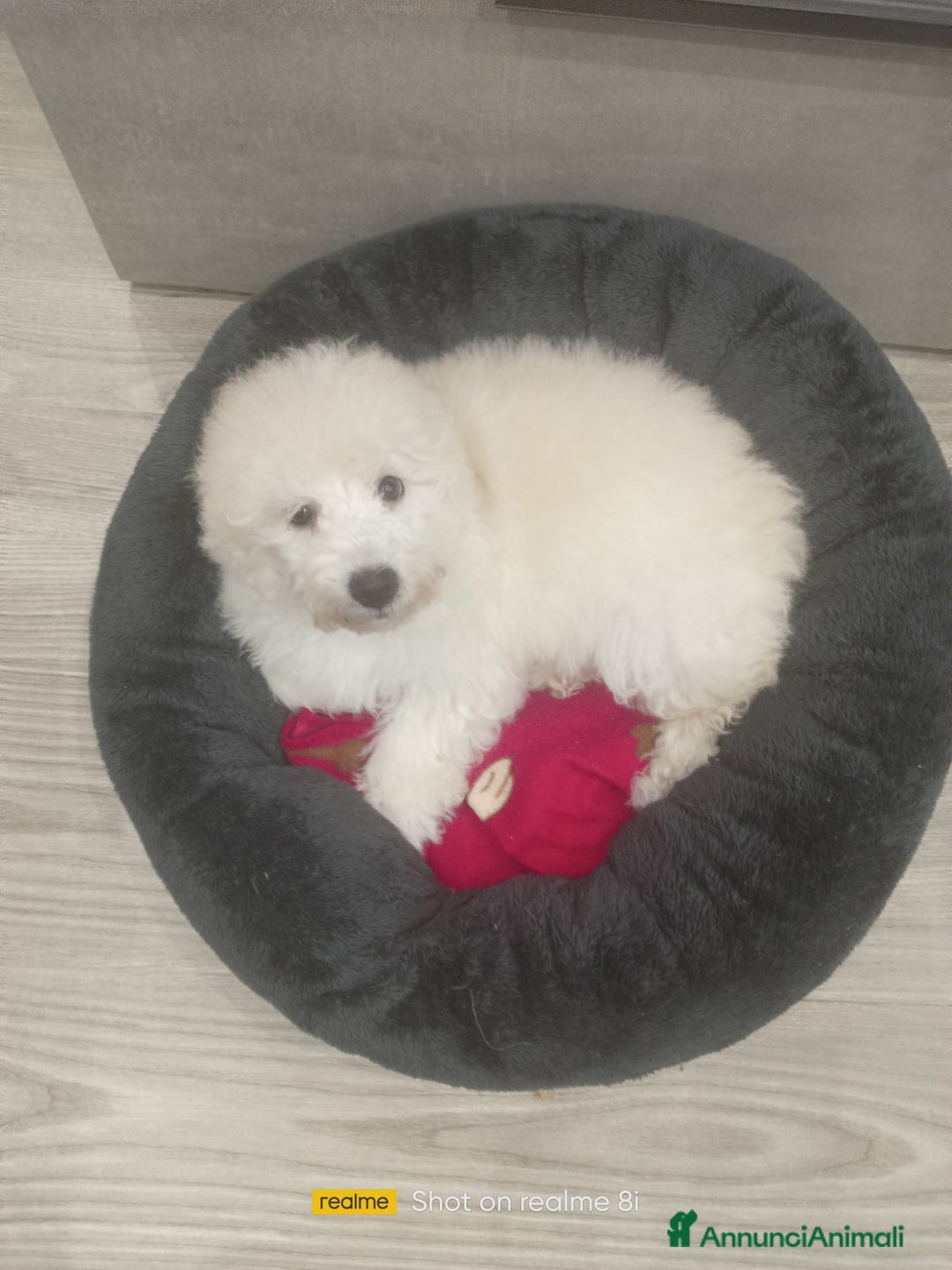 Meticcio cani in vendita: Maltipoo maschio  - Annuncio 2
