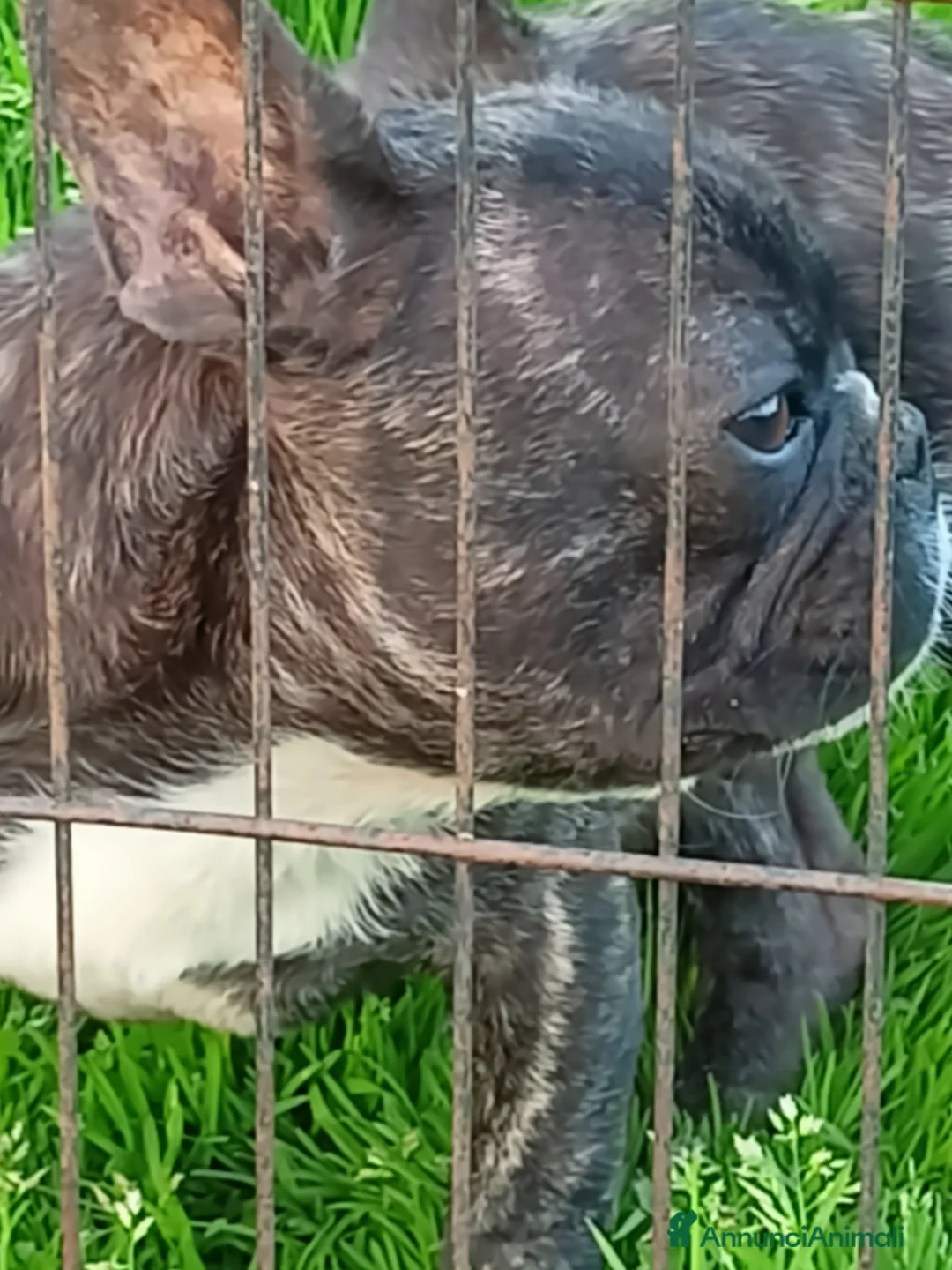 Bulldog Francese cani in vendita: Bulldog francese bellissimo  - Annuncio 2