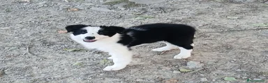 Border Collie 3