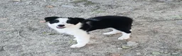 Border Collie cani in vendita: Border collie linea da lavoro - Annuncio 3