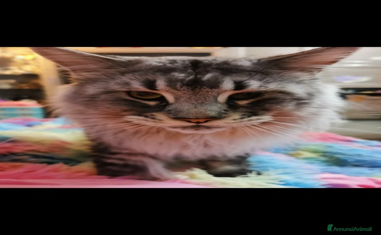 Maine Coon gatti a Provincia di Brescia - Annuncio 16