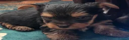 Yorkshire cani in vendita:  5 Bellissimi cuccioli di Yorkshire Terrier a Città metropolitana di Milano - Annuncio 8