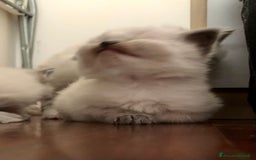 Siberiano gatti in vendita: Cuccioli di Gatto Siberiano Ipoallergenico a Provincia di Varese - Immagine 11
