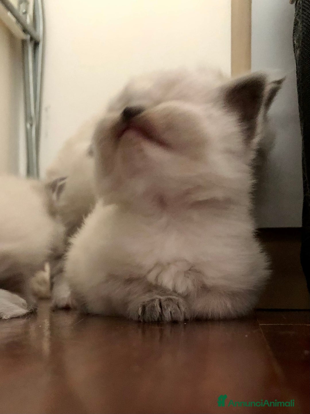 Siberiano gatti in vendita: Cuccioli di Gatto Siberiano Ipoallergenico a Provincia di Varese - Immagine 11