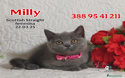 British gatti in vendita: British Shorthair cuccioli  a Città metropolitana di Roma Capitale - Immagine 10