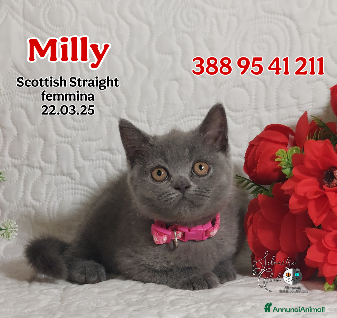 British gatti in vendita: British Shorthair cuccioli  a Città metropolitana di Roma Capitale - Immagine 10