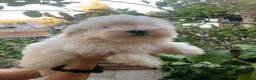 Maltese cani in vendita: Maltese cerca casa - Annuncio 4