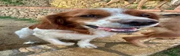 Breton cani in regalo: Poli il Breton energetico  - Annuncio 6