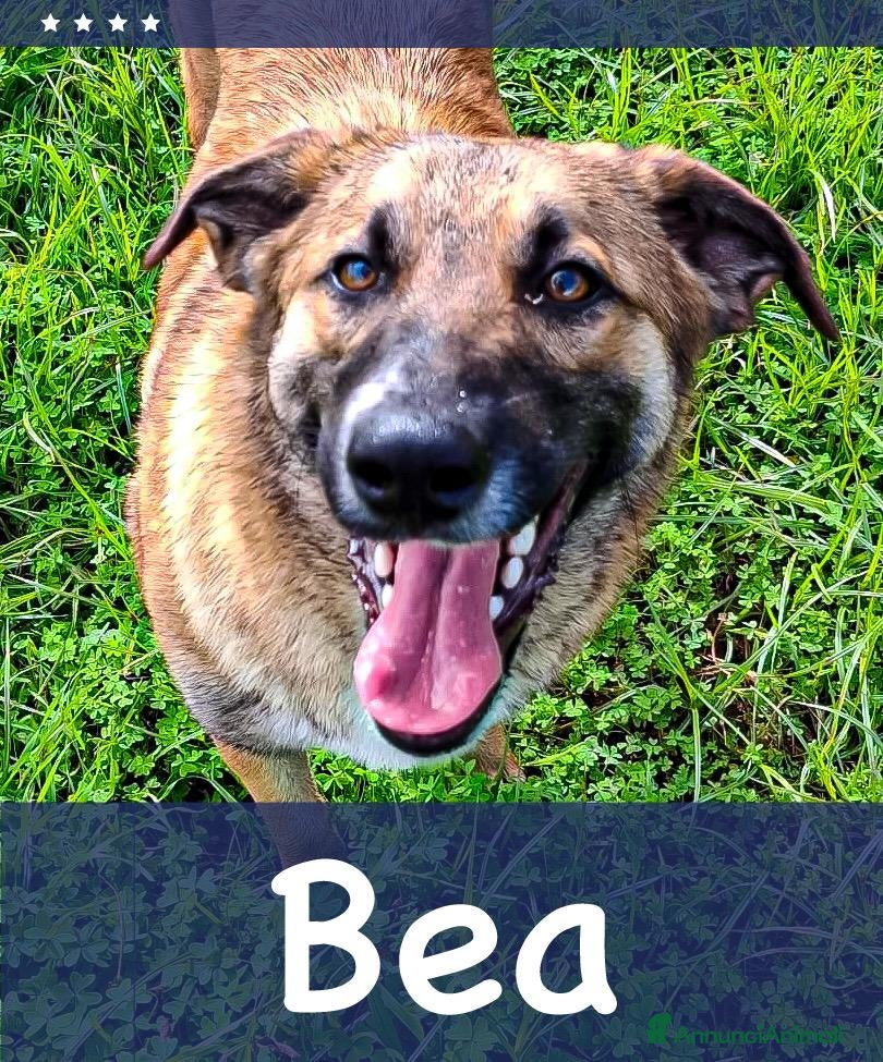 Meticcio cani BEA 🩷-cucciola abbandonata chiusa in un sacchetto - Annuncio 38