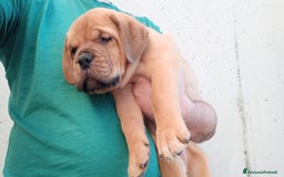 Dogue de Bordeaux cani in vendita: Disponibili Cuccioli di Dogue de Bordeaux a Provincia di Modena - Immagine 7