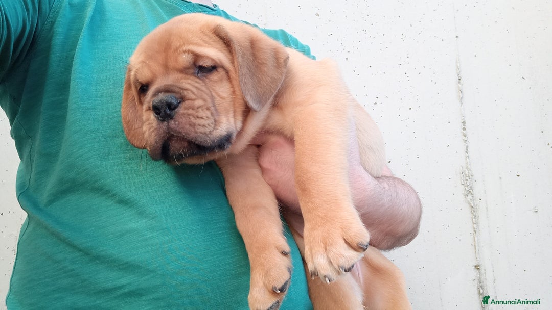 Dogue de Bordeaux cani in vendita: Disponibili Cuccioli di Dogue de Bordeaux a Provincia di Modena - Immagine 7