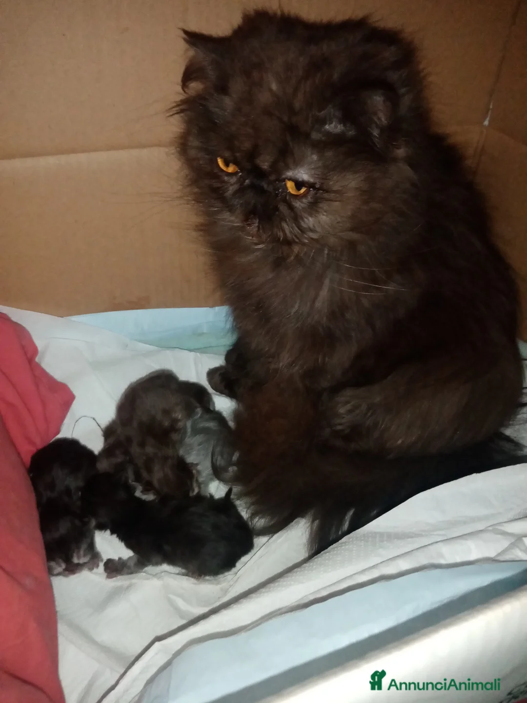 Persiano gatti in vendita: Cuccioli gatto Persiano pura razza  - Annuncio 6