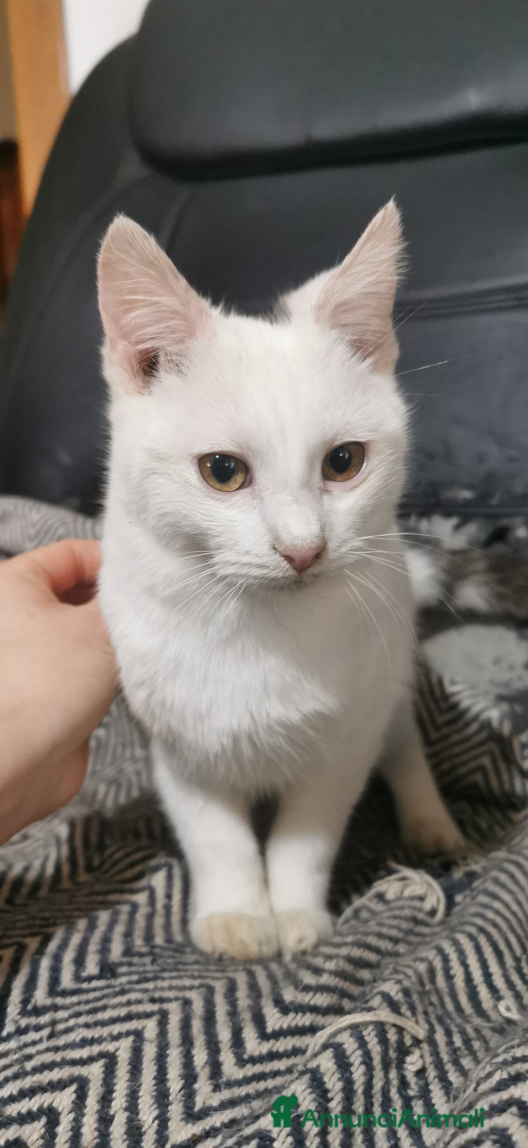 Europeo gatti in regalo: Gattino Maschio Bianco - Annuncio 5