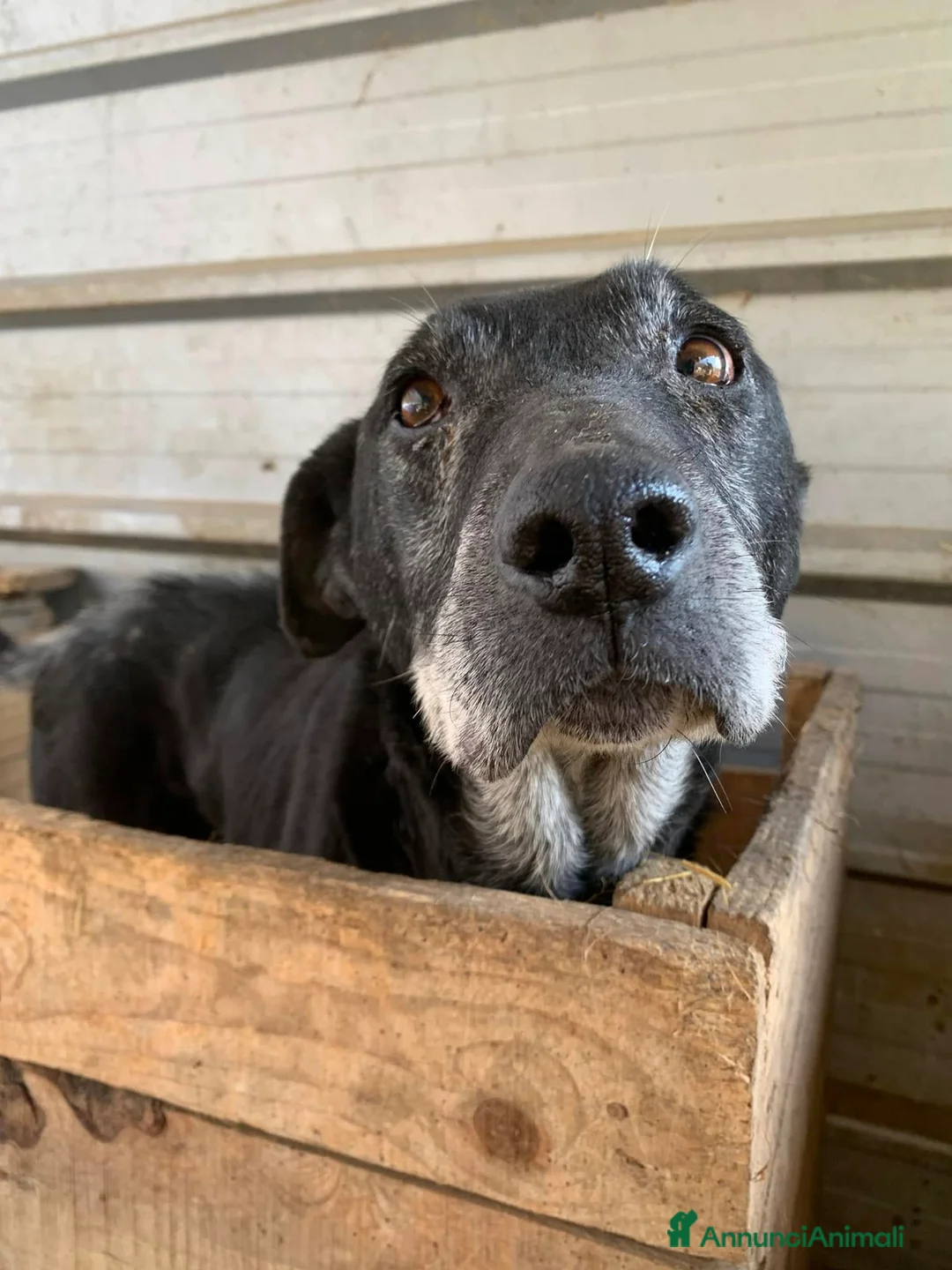 Meticcio cani in regalo: ACHILLE, nonnino triste abbandonato in canile. - Annuncio 1