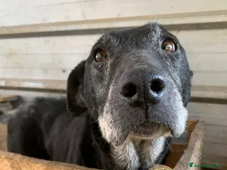 Meticcio cani ACHILLE, nonnino triste abbandonato in canile. - Annuncio 31