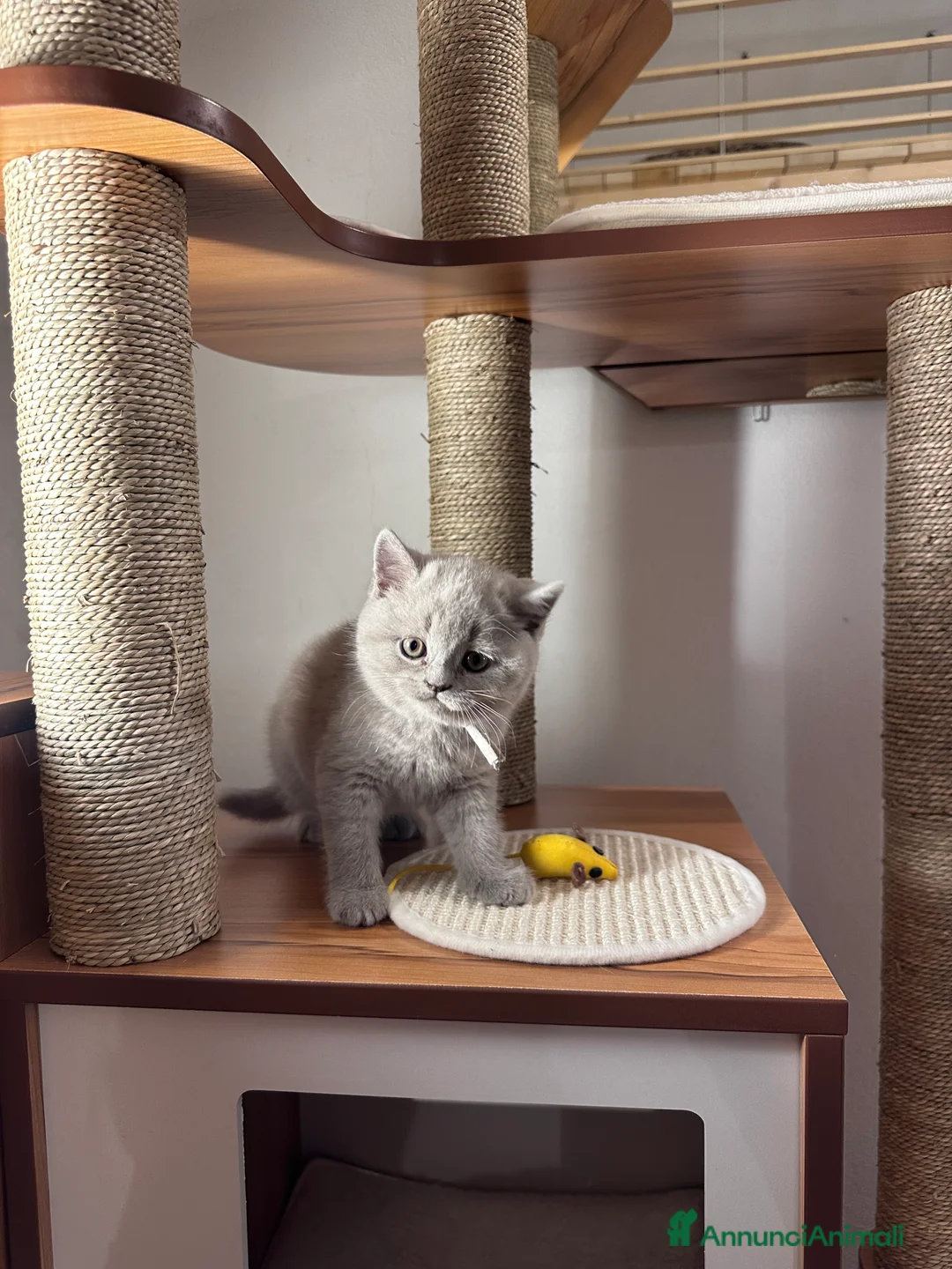 British gatti in vendita: Cucciolata color Lilac - Annuncio 5