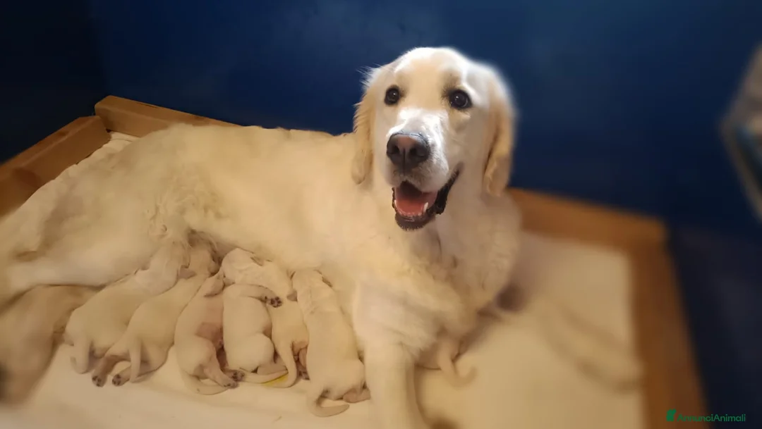 Golden Retriever cani in vendita: cuccioli golden retriever - Annuncio 9