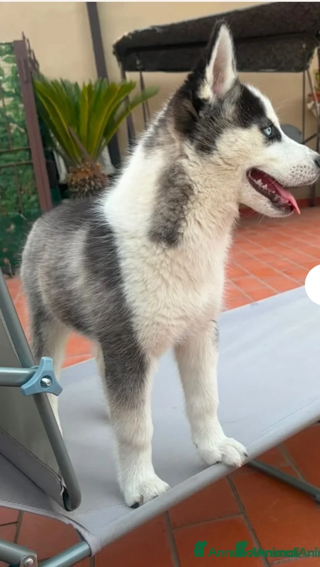 Husky cani in vendita: Diego un bellissimo cucciolo ci troviamo ad Acerra a Città Metropolitana di Napoli - Annuncio 4