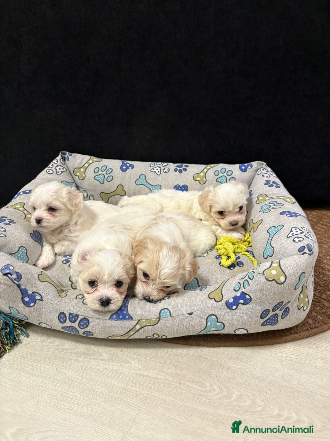 Maltese cani in vendita: Cuccioli Maltese - Annuncio 3