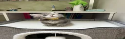 Siberiano gatti in vendita: Cucciolo gatto siberiano pedigree ENFI  - Annuncio 7