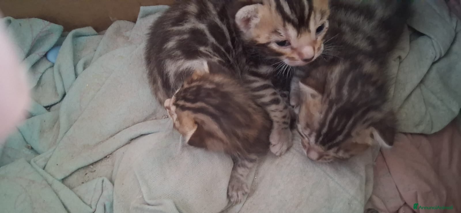 Bengala gatti bengala cuccioli  - Annuncio 1