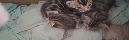 Bengala gatti in vendita: bengala cuccioli  a Provincia di Reggio Emilia - Annuncio 1