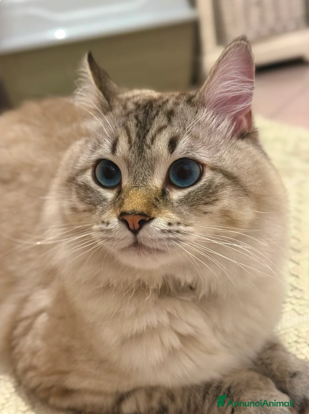 Siberiano gatti in vendita: Cuccioli Siberiani Neva disponibili a fine giugno - Annuncio 2