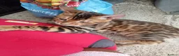 Bengala gatti in vendita: Cucciolo Bengala affettuosi e giocherelloni - Annuncio 2