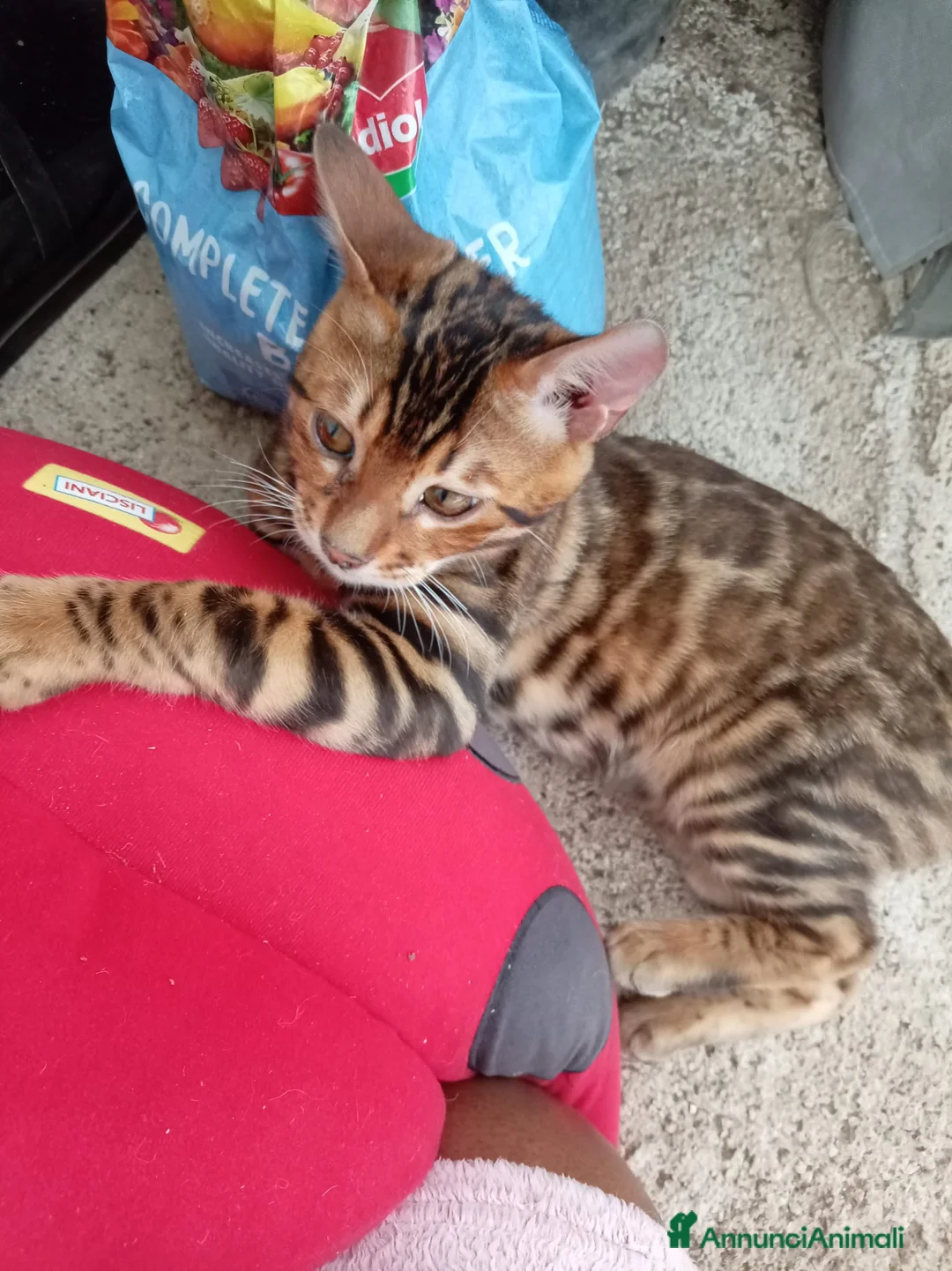 Bengala gatti in vendita: Cucciolo Bengala affettuosi e giocherelloni - Annuncio 2