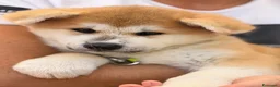 Akita Inu cani in vendita: Cucciole Akita inu a Provincia di Treviso - Annuncio 5